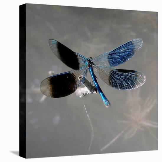 Banded Demoiselle, Spreaded Wings, Mating Behaviour-Harald Kroiss-Stretched Canvas