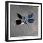 Banded Demoiselle, Spreaded Wings, Mating Behaviour-Harald Kroiss-Framed Photographic Print