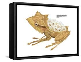 Banded Horned Tree Frog (Hemiphractus Fasciatus), Amphibians-Encyclopaedia Britannica-Framed Stretched Canvas