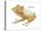 Banded Horned Tree Frog (Hemiphractus Fasciatus), Amphibians-Encyclopaedia Britannica-Stretched Canvas