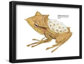 Banded Horned Tree Frog (Hemiphractus Fasciatus), Amphibians-Encyclopaedia Britannica-Framed Poster