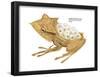 Banded Horned Tree Frog (Hemiphractus Fasciatus), Amphibians-Encyclopaedia Britannica-Framed Poster