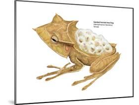Banded Horned Tree Frog (Hemiphractus Fasciatus), Amphibians-Encyclopaedia Britannica-Mounted Poster
