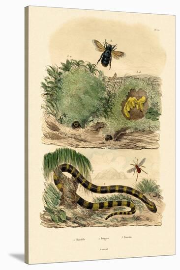 Banded Krait, 1833-39-null-Stretched Canvas