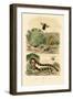 Banded Krait, 1833-39-null-Framed Giclee Print