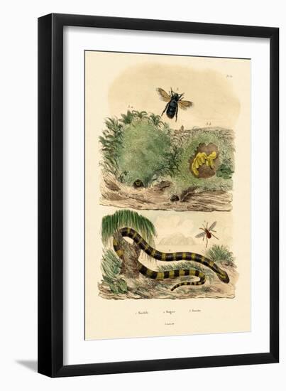 Banded Krait, 1833-39-null-Framed Giclee Print