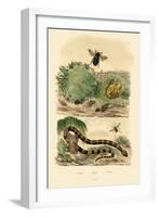 Banded Krait, 1833-39-null-Framed Giclee Print