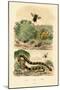 Banded Krait, 1833-39-null-Mounted Giclee Print