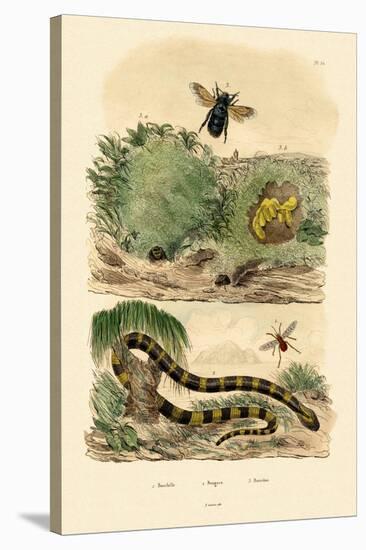 Banded Krait, 1833-39-null-Stretched Canvas