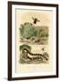 Banded Krait, 1833-39-null-Framed Giclee Print