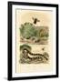 Banded Krait, 1833-39-null-Framed Giclee Print