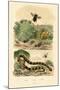 Banded Krait, 1833-39-null-Mounted Giclee Print