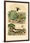 Banded Krait, 1833-39-null-Framed Giclee Print