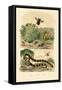 Banded Krait, 1833-39-null-Framed Stretched Canvas