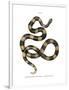 Banded Krait-null-Framed Premium Giclee Print