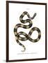 Banded Krait-null-Framed Premium Giclee Print