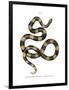 Banded Krait-null-Framed Premium Giclee Print