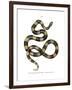 Banded Krait-null-Framed Giclee Print