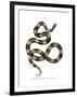 Banded Krait-null-Framed Giclee Print