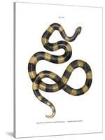 Banded Krait-null-Stretched Canvas