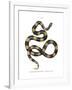 Banded Krait-null-Framed Giclee Print