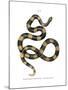 Banded Krait-null-Mounted Giclee Print