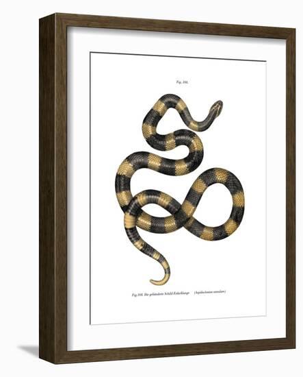 Banded Krait-null-Framed Giclee Print