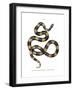 Banded Krait-null-Framed Giclee Print