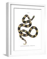 Banded Krait-null-Framed Giclee Print