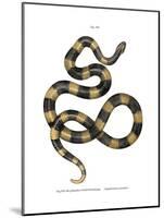 Banded Krait-null-Mounted Giclee Print