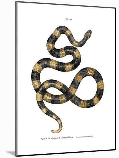 Banded Krait-null-Mounted Giclee Print