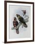 Banded Lory-John Gould-Framed Giclee Print