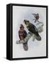 Banded Lory-John Gould-Framed Stretched Canvas