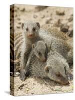 Banded Mongoose and Young, Etosha National Park, Namibia-Tony Heald-Stretched Canvas