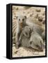 Banded Mongoose and Young, Etosha National Park, Namibia-Tony Heald-Framed Stretched Canvas