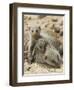 Banded Mongoose and Young, Etosha National Park, Namibia-Tony Heald-Framed Premium Photographic Print