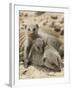 Banded Mongoose and Young, Etosha National Park, Namibia-Tony Heald-Framed Photographic Print