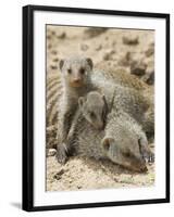 Banded Mongoose and Young, Etosha National Park, Namibia-Tony Heald-Framed Photographic Print