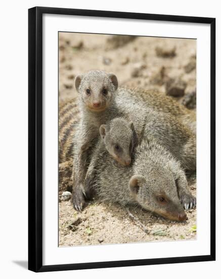 Banded Mongoose and Young, Etosha National Park, Namibia-Tony Heald-Framed Photographic Print