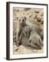 Banded Mongoose and Young, Etosha National Park, Namibia-Tony Heald-Framed Photographic Print