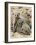 Banded Mongoose and Young, Etosha National Park, Namibia-Tony Heald-Framed Photographic Print