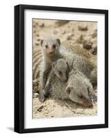 Banded Mongoose and Young, Etosha National Park, Namibia-Tony Heald-Framed Photographic Print