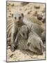 Banded Mongoose and Young, Etosha National Park, Namibia-Tony Heald-Mounted Photographic Print