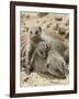 Banded Mongoose and Young, Etosha National Park, Namibia-Tony Heald-Framed Photographic Print