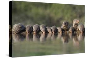 Banded Mongoose (Mungos Mungo) Drinking, Zimanga Private Game Reserve, Kwazulu-Natal, South Africa-Ann & Steve Toon-Stretched Canvas