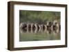 Banded Mongoose (Mungos Mungo) Drinking, Zimanga Private Game Reserve, Kwazulu-Natal, South Africa-Ann & Steve Toon-Framed Premium Photographic Print