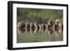 Banded Mongoose (Mungos Mungo) Drinking, Zimanga Private Game Reserve, Kwazulu-Natal, South Africa-Ann & Steve Toon-Framed Photographic Print