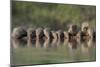 Banded Mongoose (Mungos Mungo) Drinking, Zimanga Private Game Reserve, Kwazulu-Natal, South Africa-Ann & Steve Toon-Mounted Photographic Print