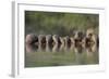 Banded Mongoose (Mungos Mungo) Drinking, Zimanga Private Game Reserve, Kwazulu-Natal, South Africa-Ann & Steve Toon-Framed Photographic Print