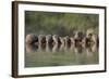 Banded Mongoose (Mungos Mungo) Drinking, Zimanga Private Game Reserve, Kwazulu-Natal, South Africa-Ann & Steve Toon-Framed Photographic Print